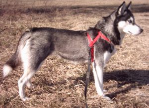 Siberian Husky