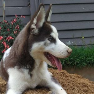 Pets Online – Siberian Husky Puppy – Amber A