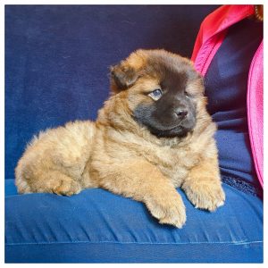 Great service, beautiful puppies