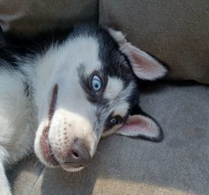 Husker the Husky Pup